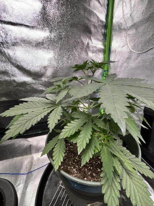 #15 Zamnesia Variety Grow. Week 5 - zammy sp1
