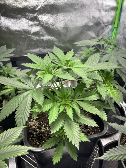 #15 Zamnesia Variety Grow. Week 5 - zammy sp3