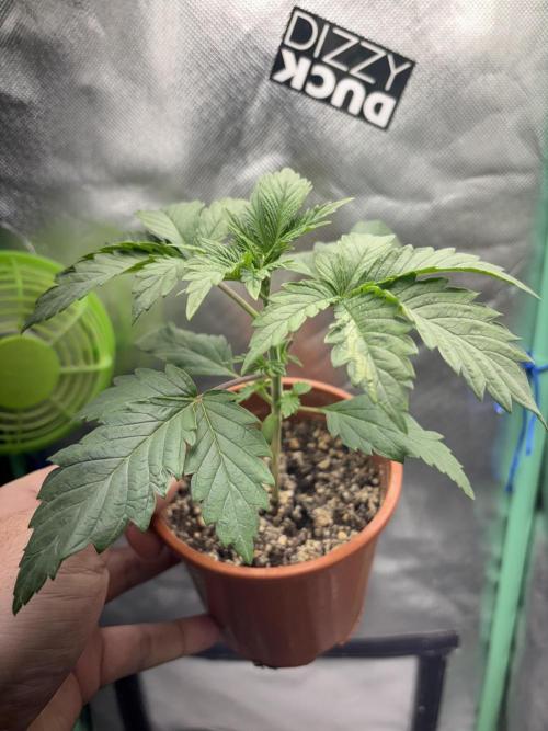 #16 - Sticky Broccoli: Eternity Cup 2026. Week 2 - Time for repotting 