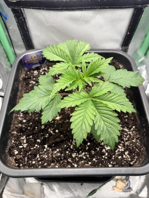 #16 - Sticky Broccoli: Eternity Cup 2026. Week 2 - ...done