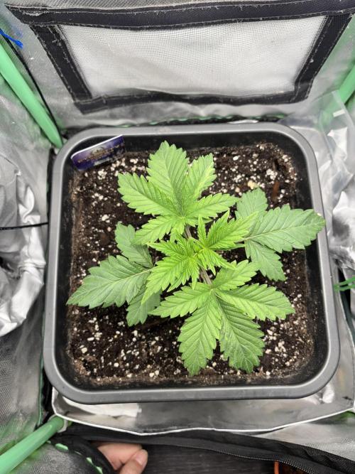 #16 - Sticky Broccoli: Eternity Cup 2026. Week 2 - top view