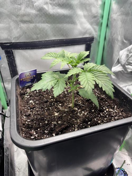 #16 - Sticky Broccoli: Eternity Cup 2026. Week 2 - 20/01