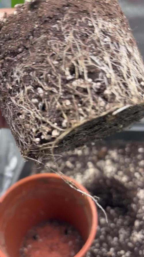 #16 - Sticky Broccoli: Eternity Cup 2026