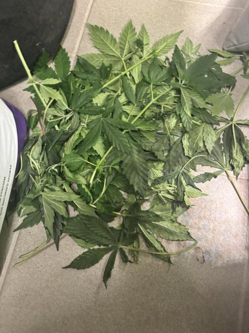 #15 Zamnesia Variety Grow. Week 6