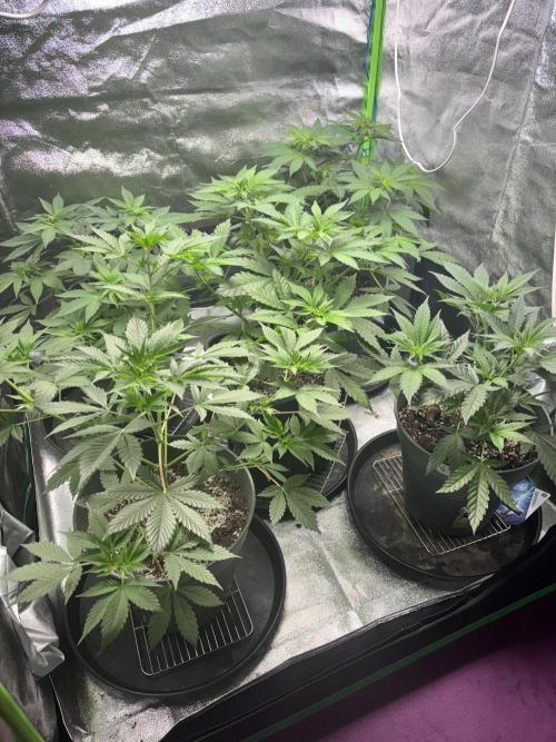 #15 Zamnesia Variety Grow. Week 6