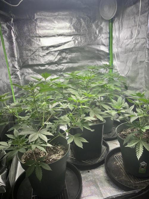 #15 Zamnesia Variety Grow. Week 6