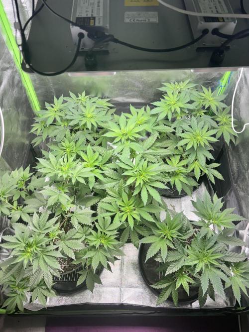 #15 Zamnesia Variety Grow. Week 6