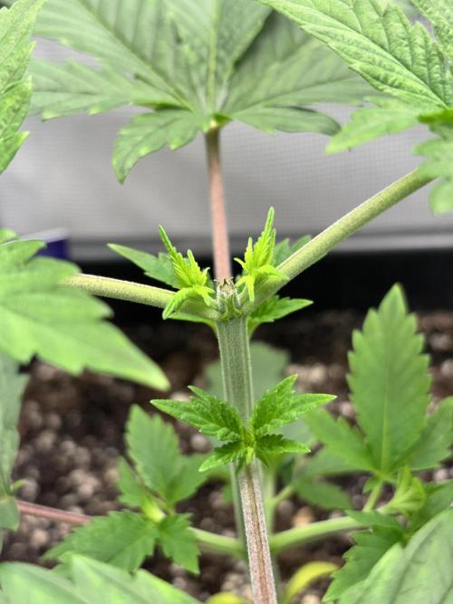 #16 - Sticky Broccoli: Eternity Cup 2026. Week 2 - 25/01 Topped