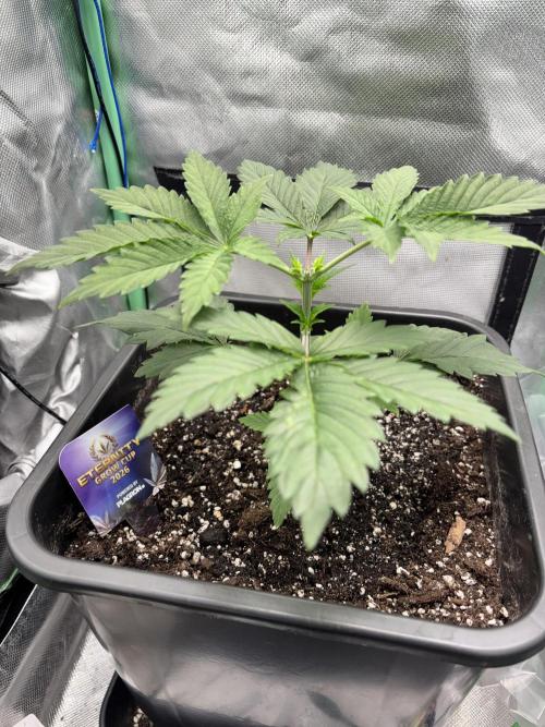 #16 - Sticky Broccoli: Eternity Cup 2026. Week 2 - 25/01