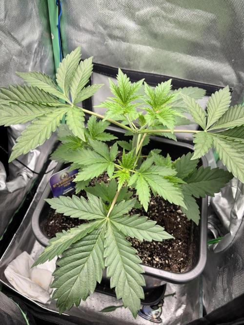 #16 - Sticky Broccoli: Eternity Cup 2026. Week 3 - 28/01