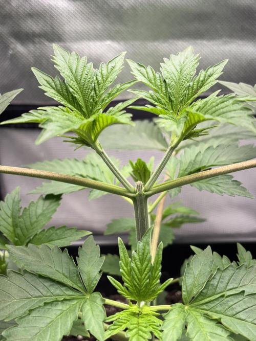 #16 - Sticky Broccoli: Eternity Cup 2026. Week 3 - 28/01