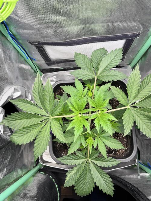 #16 - Sticky Broccoli: Eternity Cup 2026. Week 3 - 28/01