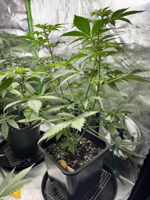 #15 Zamnesia Variety Grow. Week 7 - Wedding cake 