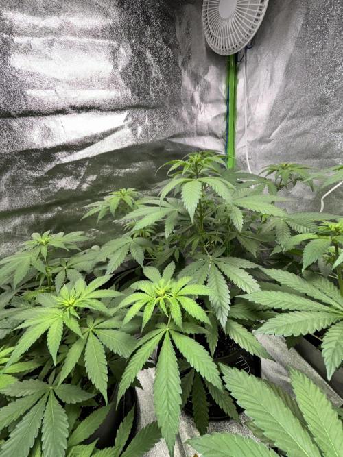 #15 Zamnesia Variety Grow. Week 7 - Zammy Sp 1