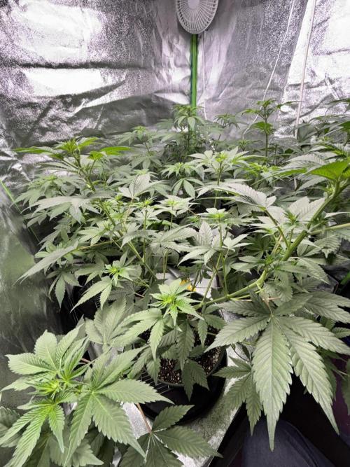 #15 Zamnesia Variety Grow. Week 7 - Zammy Sp 2