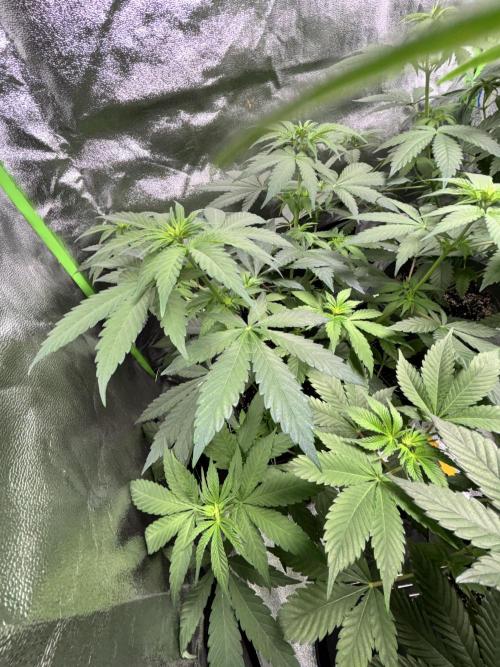 #15 Zamnesia Variety Grow. Week 7 - Zammy Sp 3