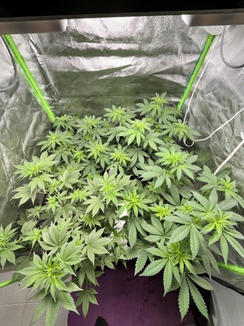 #15 Zamnesia Variety Grow. Week 7