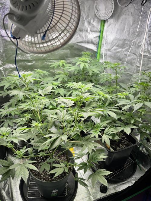 #15 Zamnesia Variety Grow. Week 7