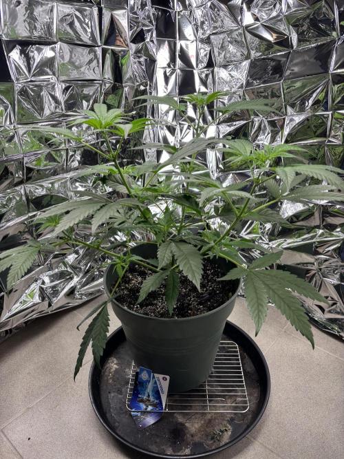 #15 Zamnesia Variety Grow. Week 7 - Skywalker