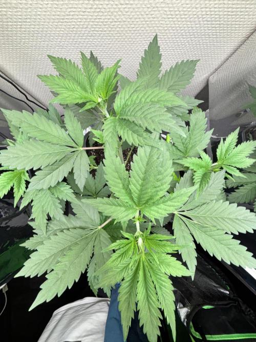 #16 - Sticky Broccoli: Eternity Cup 2026. Week 4 - 04/02