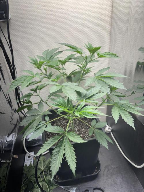 #16 - Sticky Broccoli: Eternity Cup 2026. Week 4 - 04/02