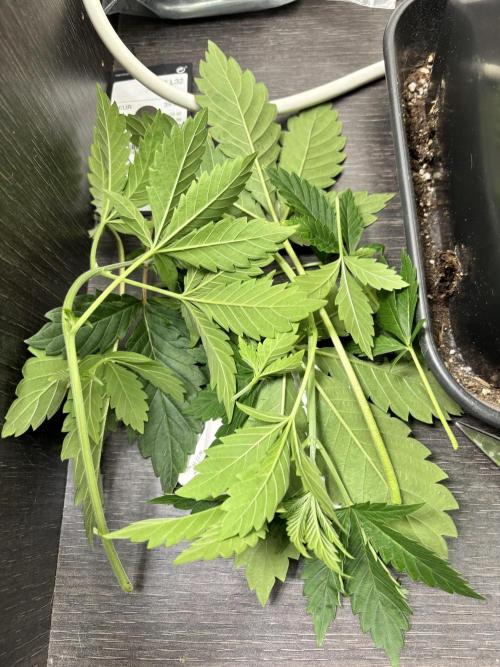 #16 - Sticky Broccoli: Eternity Cup 2026. Week 4 - Removed the lower branches and fan leaves