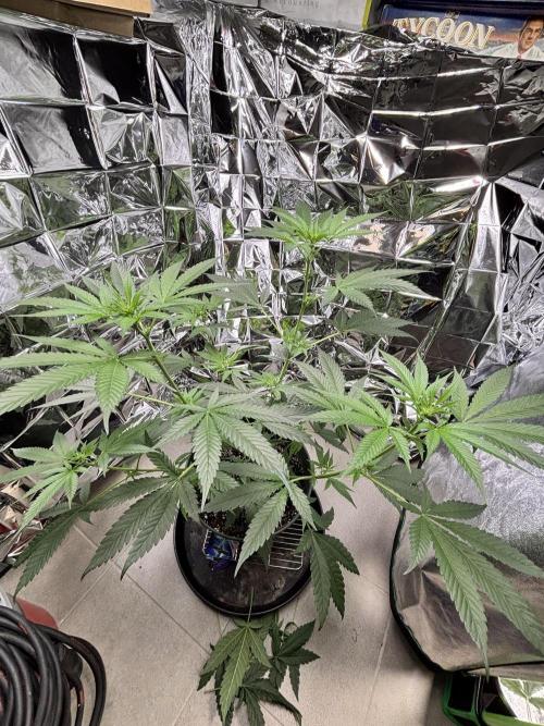 #15 Zamnesia Variety Grow. Week 8 - skywalker OG