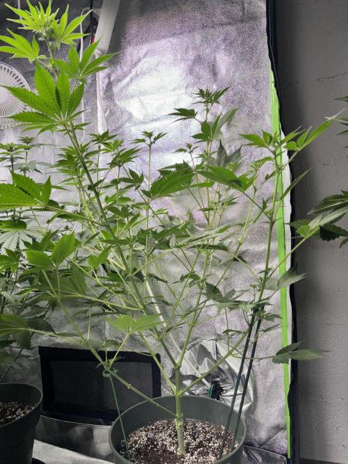 #15 Zamnesia Variety Grow. Week 8 - Wedding cake