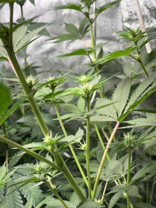 #15 Zamnesia Variety Grow. Week 8 - Wedding cake, bunch of colas