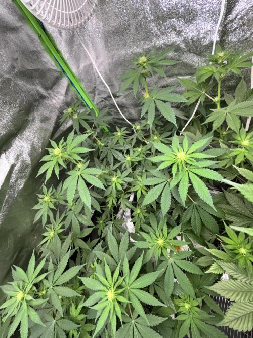 #15 Zamnesia Variety Grow. Week 8 - Zammy SP 1