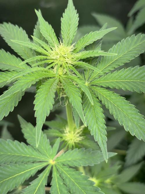 #15 Zamnesia Variety Grow. Week 8 - Zammy SP 1