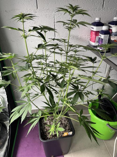 #15 Zamnesia Variety Grow. Week 8 - Zammy SP 2