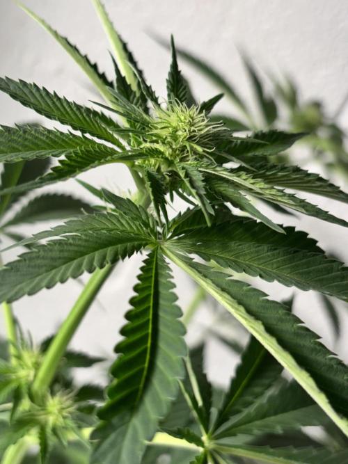 #15 Zamnesia Variety Grow. Week 8 - Zammy SP 2