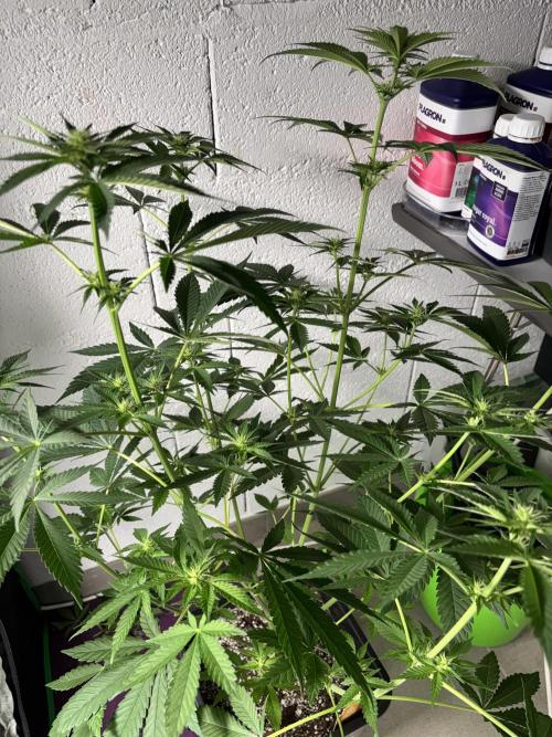 #15 Zamnesia Variety Grow. Week 8 - Zammy SP 2