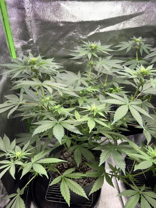 #15 Zamnesia Variety Grow. Week 8 - Zammy SP 3