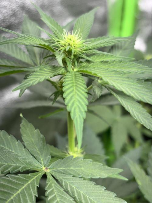 #15 Zamnesia Variety Grow. Week 8 - Zammy SP 3