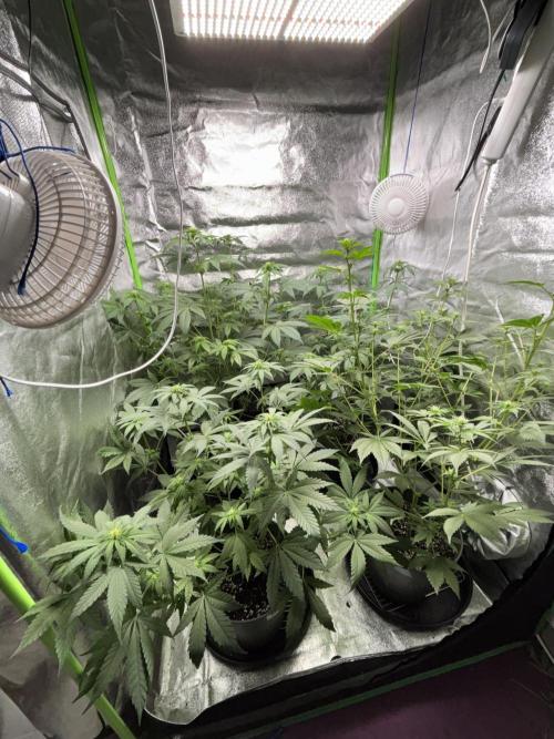 #15 Zamnesia Variety Grow. Week 8 - 05/02