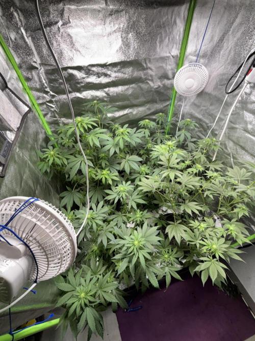 #15 Zamnesia Variety Grow. Week 8 - 05/02