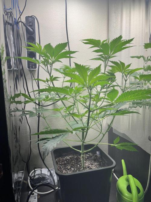 #16 - Sticky Broccoli: Eternity Cup 2026. Week 5 - 11/02