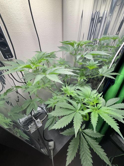 #16 - Sticky Broccoli: Eternity Cup 2026. Week 5 - 11/02