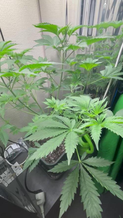 #16 - Sticky Broccoli: Eternity Cup 2026