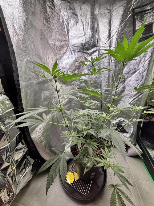 #15 Zamnesia Variety Grow. Week 9 - Skywalker