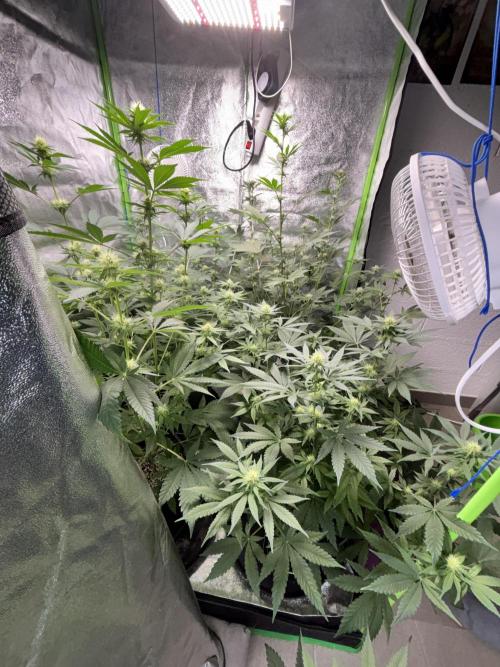 #15 Zamnesia Variety Grow. Week 9 - 12/02