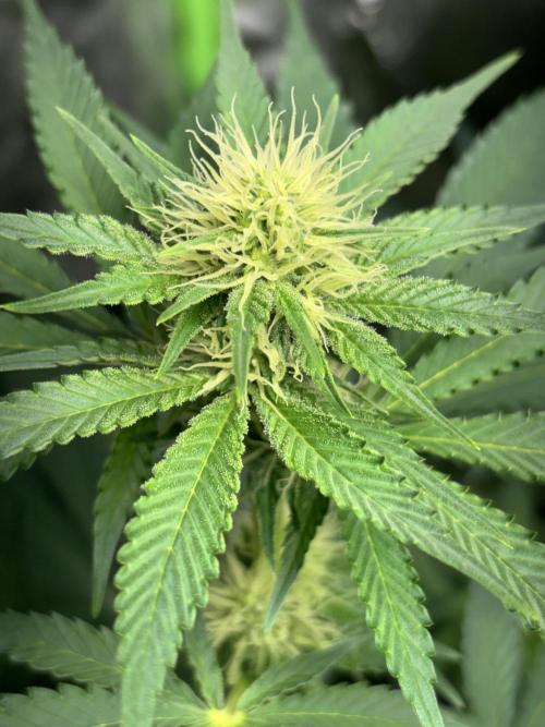 #15 Zamnesia Variety Grow. Week 9