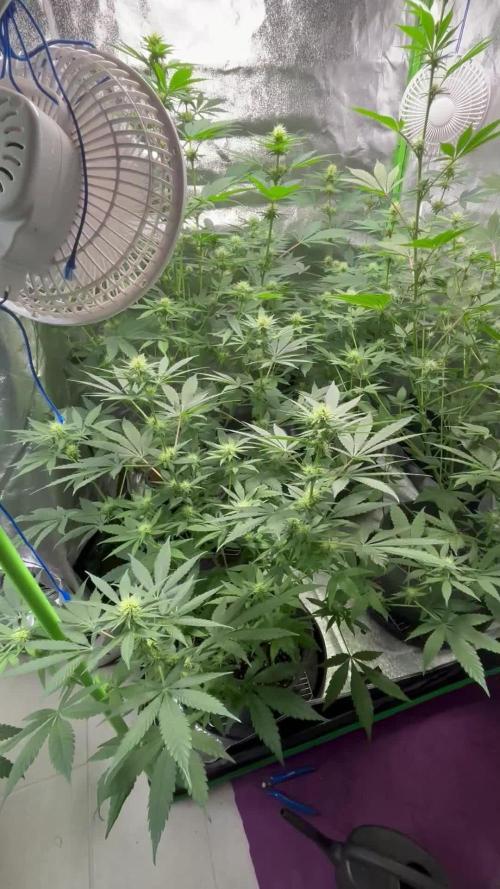 #15 Zamnesia Variety Grow