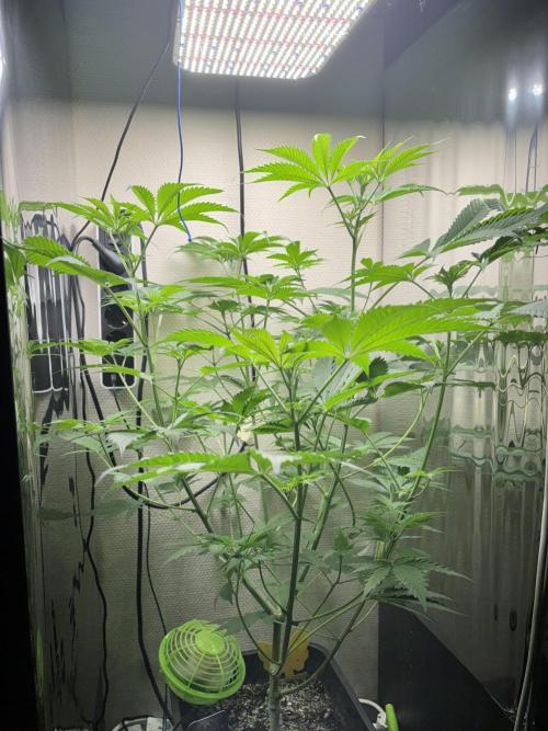 #16 - Sticky Broccoli: Eternity Cup 2026. Week 6 - 19/02