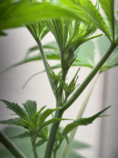 #16 - Sticky Broccoli: Eternity Cup 2026. Week 6 - slowly showing sign of flowering 