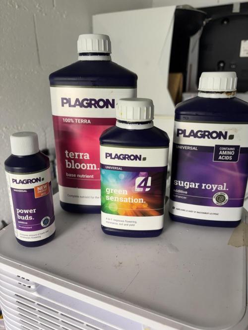 #15 Zamnesia Variety Grow. Week 10