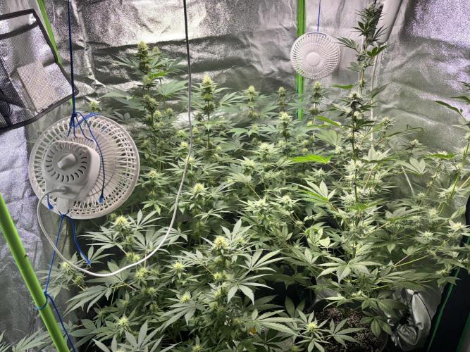 #15 Zamnesia Variety Grow. Week 10 - 19/02
