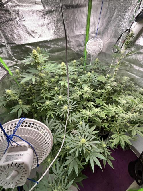 #15 Zamnesia Variety Grow. Week 10 - 19/02